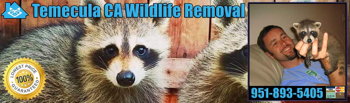 Temecula Wildlife and Animal Removal